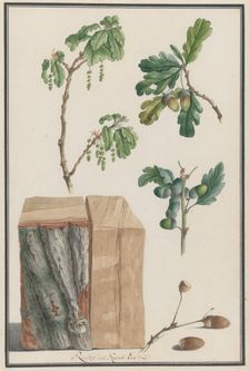 Studies of the blossoms, fruits and trunk of an English oak (Quercus robur), 1788. Creator: Ludwig Pfleger