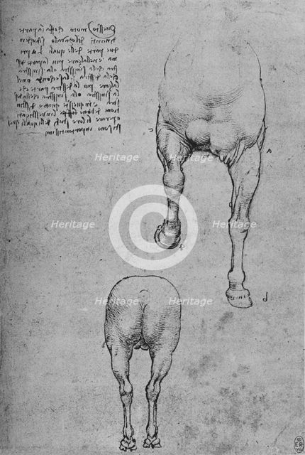 'Studies of the Fore-Quarters and of the Hind-Quarters of a Horse', c1480 (1945). Artist: Leonardo da Vinci.