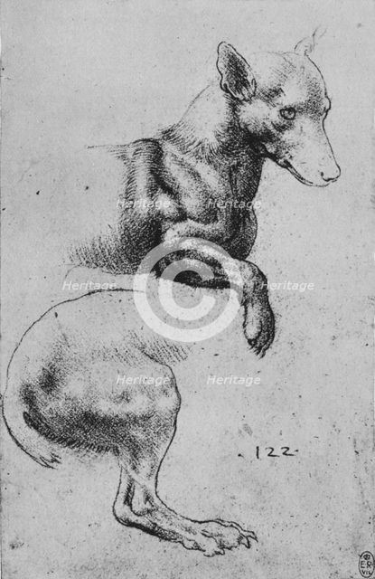 'Studies of the Forepart and Hind-Quarters of a Dog', c1480 (1945). Artist: Leonardo da Vinci.