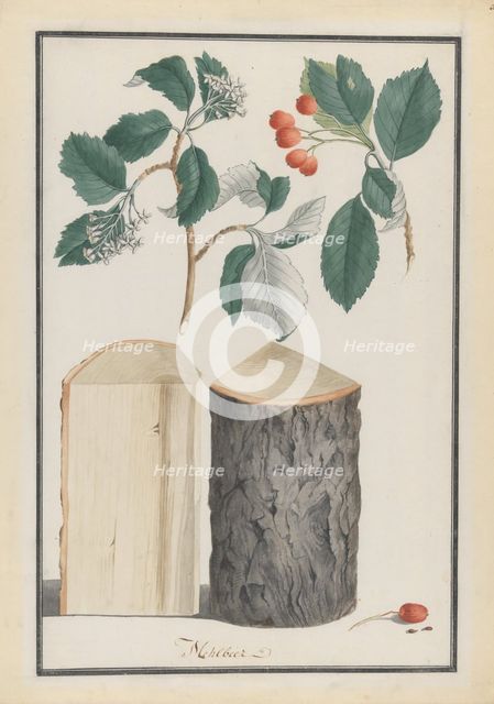 Studies of the leaves, blossoms, fruits and trunk of a whitebeam (Sorbus subgenus Aria), 1788. Creator: Ludwig Pfleger.