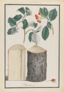 Studies of the leaves, blossoms, fruits and trunk of a whitebeam (Sorbus subgenus Aria), 1788. Creator: Ludwig Pfleger