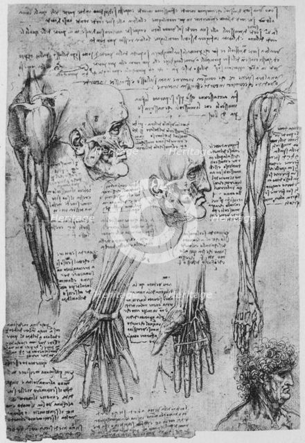 'Studies of the Muscles of the Face and Arm', c1480 (1945). Artist: Leonardo da Vinci.