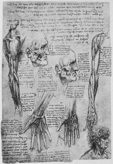 Studies of the Muscles of the Face and Arm c1480 (1945). Artist: Leonardo da Vinci