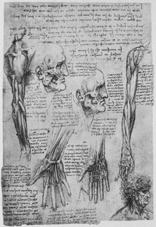 Studies of the Muscles of the Face and Arm c1480 (1945). Artist: Leonardo da Vinci