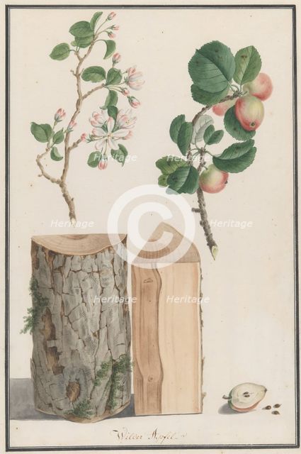 Studies of the trunk, blossoms and fruit of a wild apple tree (Malus sylvestris), 1788. Creator: Ludwig Pfleger.
