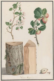 Studies of the trunk, blossoms and fruit of a wild apple tree (Malus sylvestris), 1788. Creator: Ludwig Pfleger