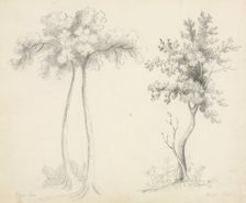 Studies of Upas and Maple Trees. Creator: Mary Altha Nims (American, 1817-1907)