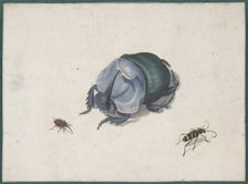 Studies of a Blue Beetle and Insects, 17th century (?). Creator: Anon