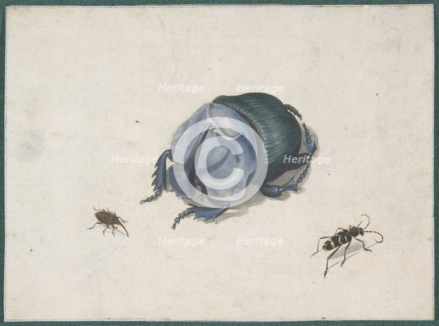 Studies of a Blue Beetle and Insects, 17th century (?). Creator: Anon.