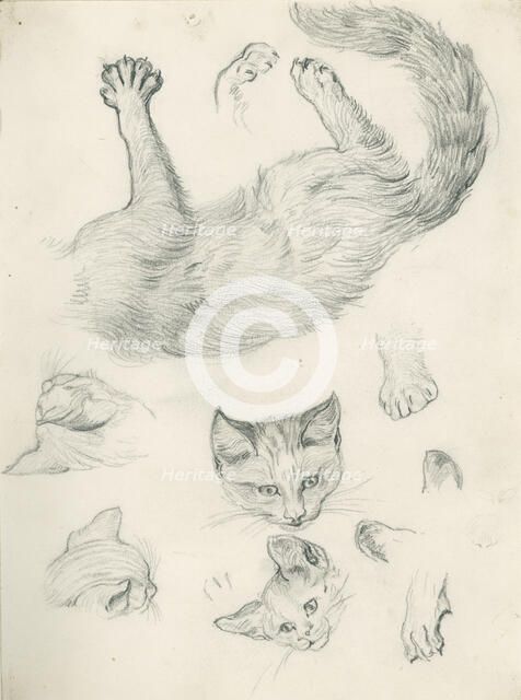 Studies of a cat for 'Playmates', c1897. Creator: Henry Hugh Armstead.