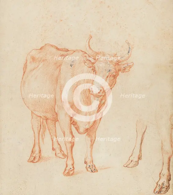 Studies of a cow,  c.1603. Creator: Abraham Bloemaert.
