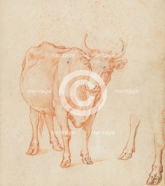 Studies of a cow,  c.1603. Creator: Abraham Bloemaert.