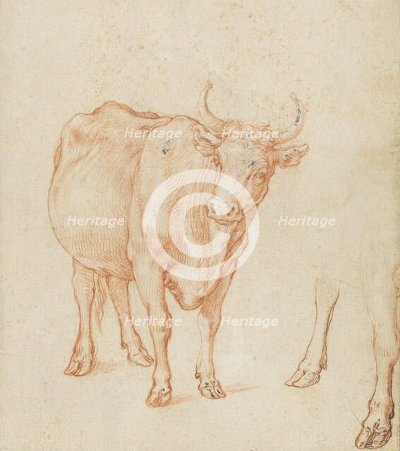 Studies of a cow,  c.1603. Creator: Abraham Bloemaert.