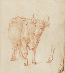 Studies of a cow, c.1603. Creator: Abraham Bloemaert