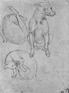 Studies of a Dog and of a Cat c1480 (1945). Artist: Leonardo da Vinci