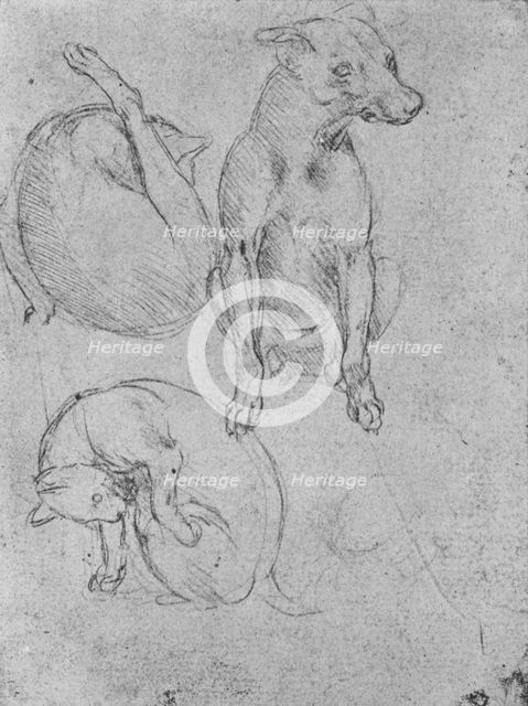 'Studies of a Dog and of a Cat', c1480 (1945). Artist: Leonardo da Vinci.