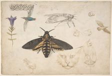 Studies of a Gentian, Moth, Birds, Cats, Interlacing Motif, and Greek Frets (recto)..., 1530-40. Creator: Giorgio di Giovanni