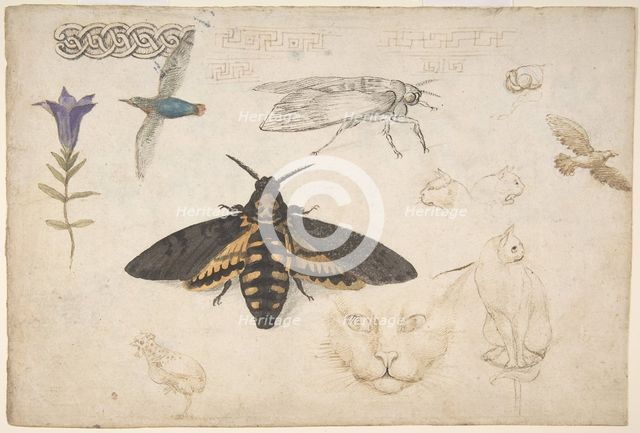 Studies of a Gentian, Moth, Birds, Cats, Interlacing Motif, and Greek Frets (recto)..., 1530-40. Creator: Giorgio di Giovanni.