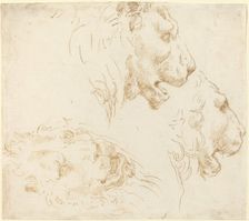 Studies of a Lion's Head. Creator: Stefano della Bella
