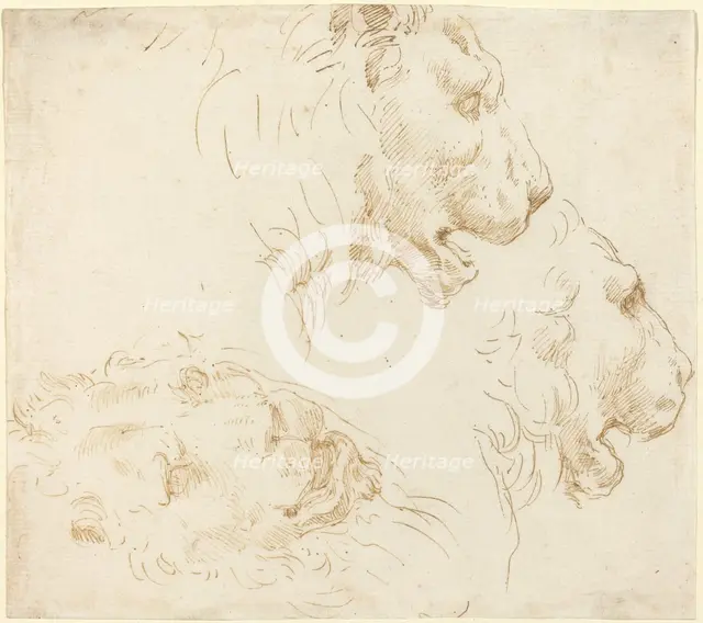 Studies of a Lion's Head. Creator: Stefano della Bella.