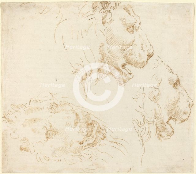 Studies of a Lion's Head. Creator: Stefano della Bella.