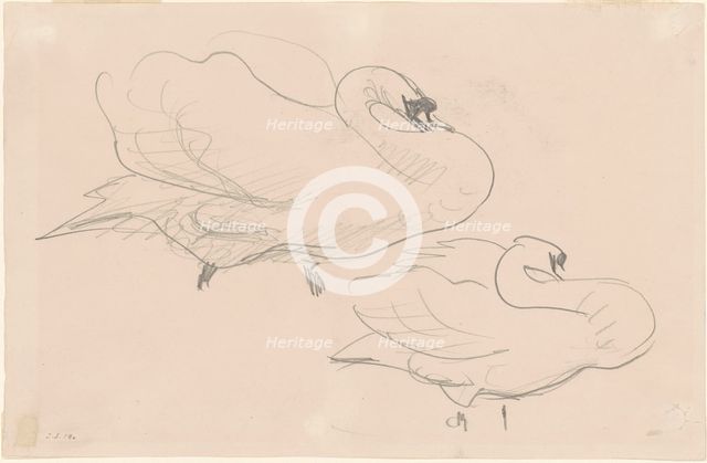 Studies of a Swan, 1880-1900. Creator: John Singer Sargent.