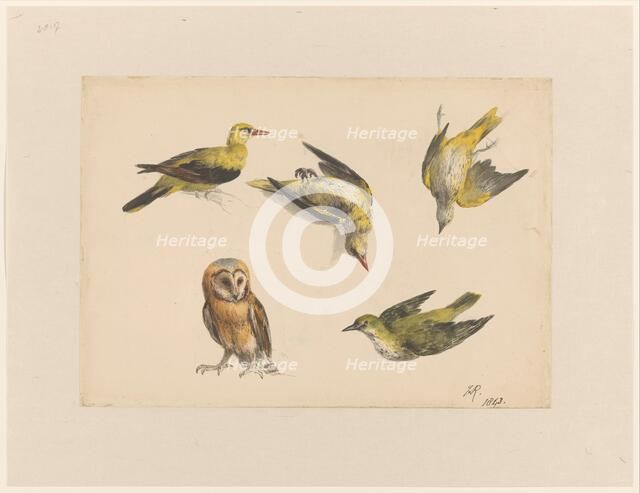 Studies of an Owl and Two Orioles, 1843. Creator: Henriette Ronner.