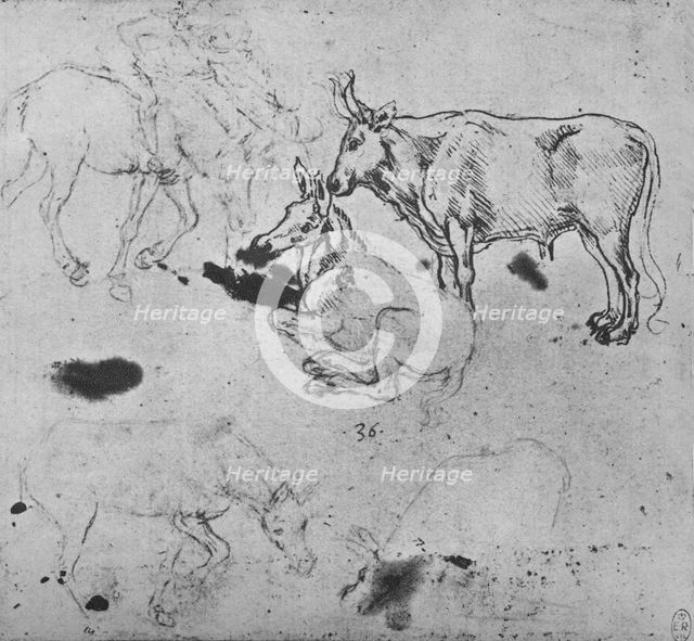 'Studies of Asses and of an Ox', c1480 (1945). Artist: Leonardo da Vinci.