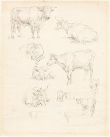 Studies of Cattle. Creator: Robert Hills