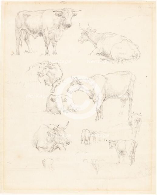Studies of Cattle. Creator: Robert Hills.