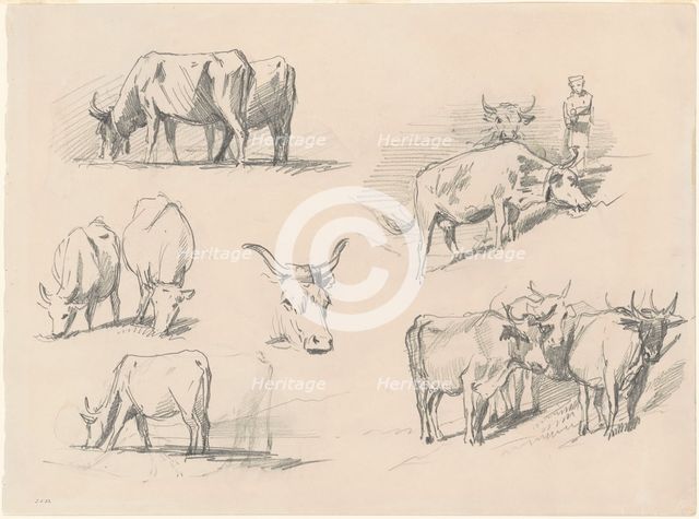 Studies of Cattle, c. 1872. Creator: John Singer Sargent.
