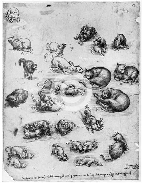 Studies of cats, 1513-1515 (1954). Artist: Leonardo da Vinci