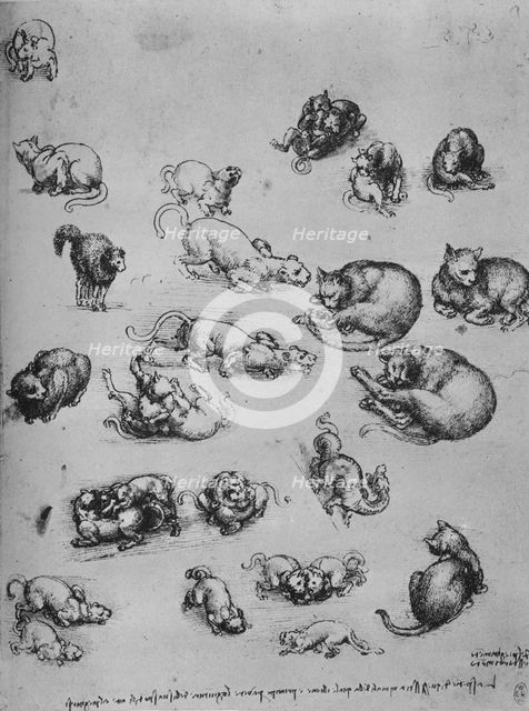 'Studies of Cats and of a Dragon', c1480 (1945). Artist: Leonardo da Vinci.