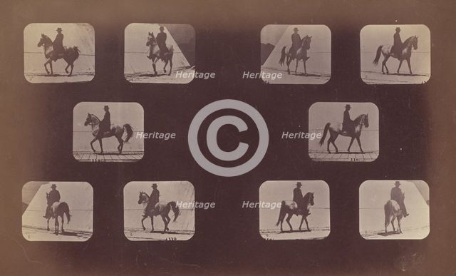Studies of Foreshortenings. Horses. Walking. Mahomet. Nos. 119-120, 1879. Creator: Eadweard J Muybridge.
