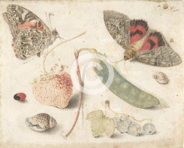 Studies of Fruits, Insects and Shells, late 16th-mid-17th century.