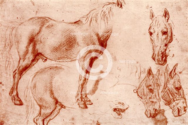 Studies of Horses, 1913.Artist: Peter Paul Rubens