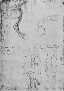 Studies of Horses Fore-Legs and Measured Drawings of Horses Heads c1480 (1945). Artist: Leonardo da Vinci