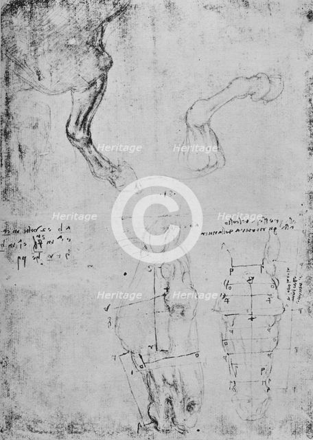 'Studies of Horses' Fore-Legs and Measured Drawings of Horses' Heads', c1480 (1945). Artist: Leonardo da Vinci.