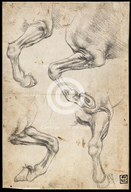 Studies of Horse's Leg. Artist: Leonardo da Vinci (1452-1519)
