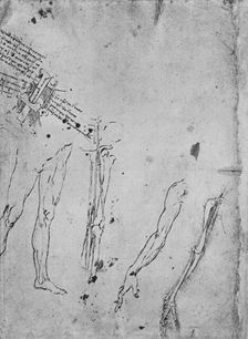 Studies of Legs, of the Bones and Tendons of a Leg, of an Arm, and of the Bones and Tendons of an A Artist: Leonardo da Vinci
