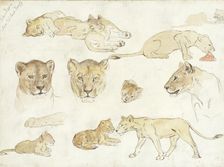 Studies of Lions, 1880-1946. Creator: Anna Maria Kruijff