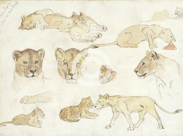 Studies of Lions, 1880-1946. Creator: Anna Maria Kruijff.