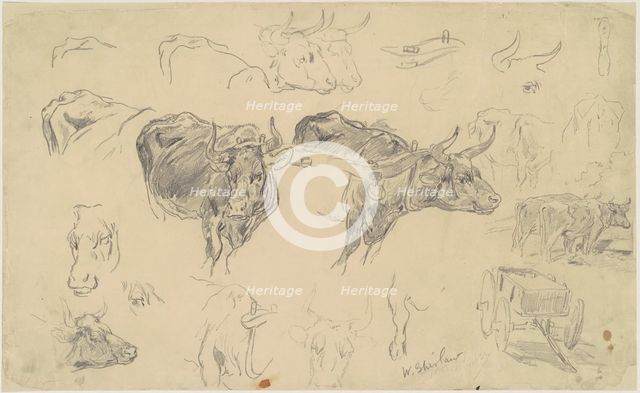 Studies of Oxen, late 19th century. Creator: Walter Shirlaw.