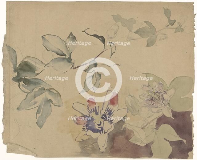 Studies of passion flowers, 1869-1925. Creator: Antoon Derkinderen.