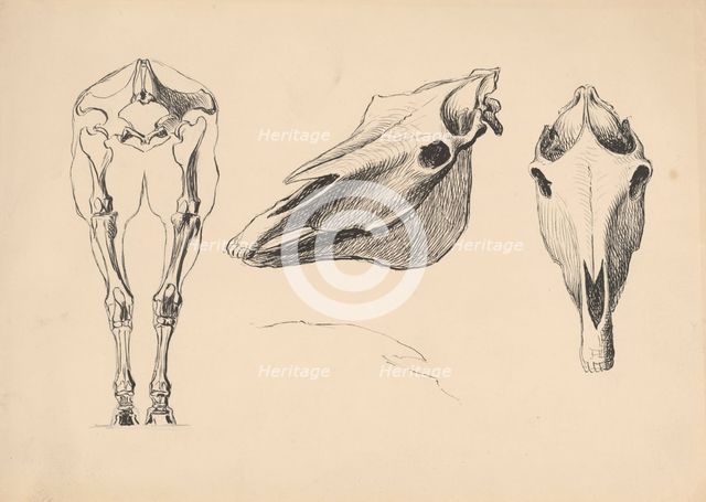 Studies of skeletons and skulls, 1880-1904. Creator: Janos Fadrusz.