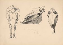 Studies of skeletons and skulls, 1880-1904. Creator: Janos Fadrusz