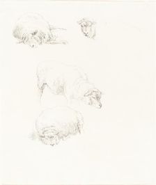 Studies of Sheep. Creator: Robert Hills