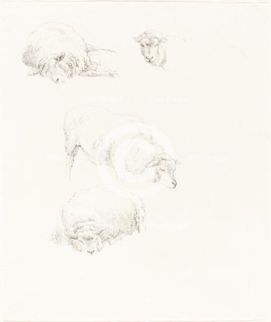 Studies of Sheep. Creator: Robert Hills.