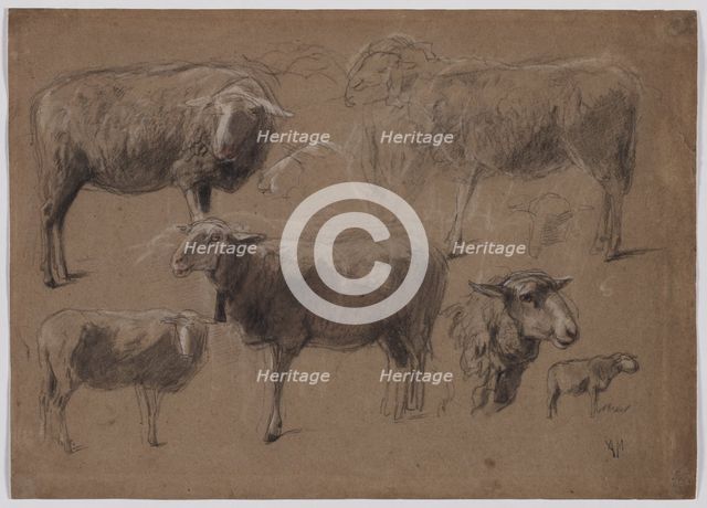 Studies of Sheep, second half 1800s. Creator: Anton Mauve (Dutch, 1838-1888).