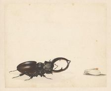 Studies of stag beetle and newly hatched moth, 1824-1900. Creator: Albertus Steenbergen